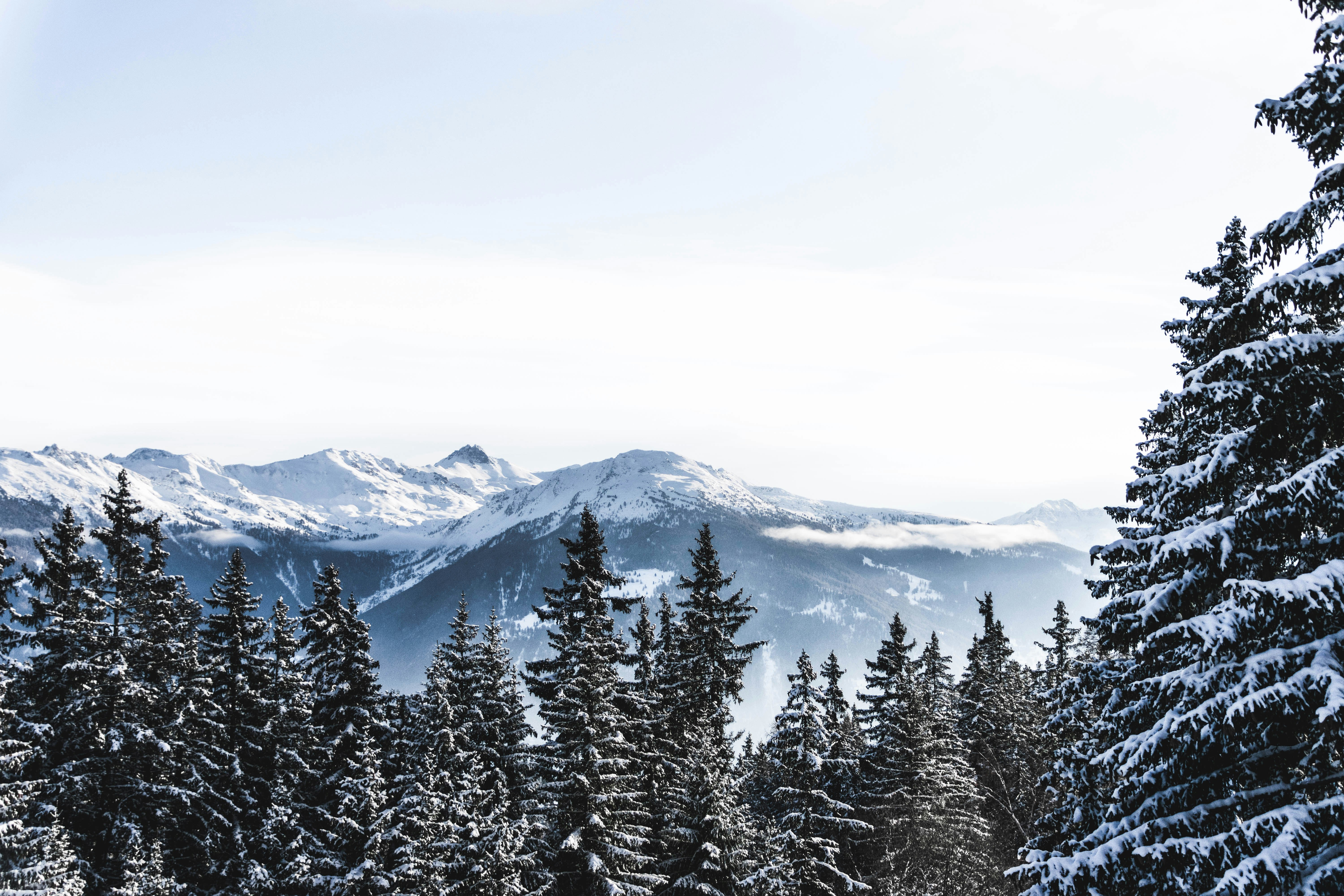 aerial photography of trees on slope of mountain covered with snow